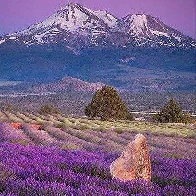 小罗代言米乐体育app下载手机版截图